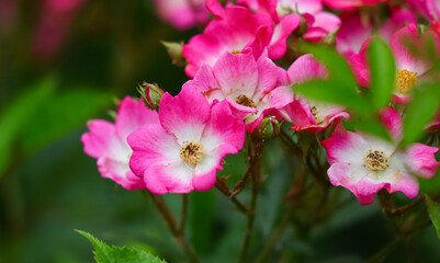 flowers rose close-up on a bush in nature