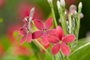 Close up view of quisqualis indica flower also known as rangoon creeper or chinese honeysuckle