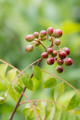 Murraya koenigii also known as the curry tree is an important medicinal plant which has been used in diverse forms for centuries