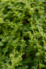 The green and fresh bacopa australis plant