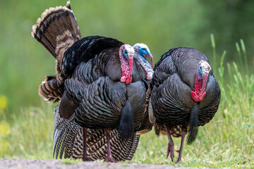 Wild Turkey