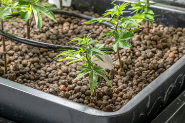 Medical Cannabis Sativa plants growing indoors Lab system legal light drugs medication medicine...