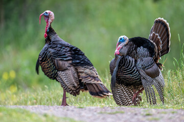 Wild Turkey