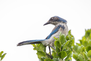 California Scrub-Jay