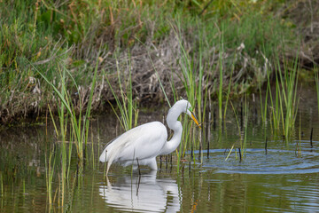 Naklejka premium Great Egret