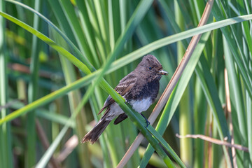 Black Phoebe