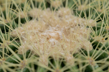 Cacti or cactus are a type of succulent plant belonging to the family Cactaceae