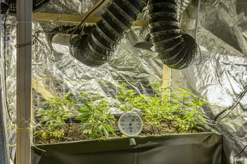 SoG Sea of Green net hemp cultivation technique Growing pot in growtent indoor Vegetative stage...