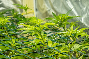 SoG Sea of Green net hemp cultivation technique Growing pot in growtent indoor Vegetative stage marijuana growth Medical