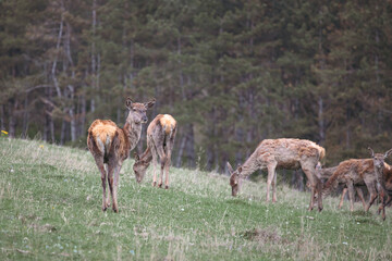 Heard of wild deer grazing