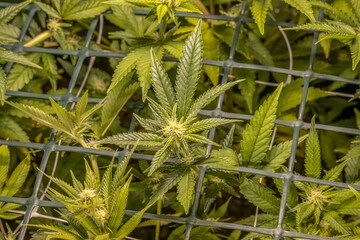 female blossom marijuana SoG Sea of Green net hemp cultivation technique Growing pot indoor bloom stage growth Medical