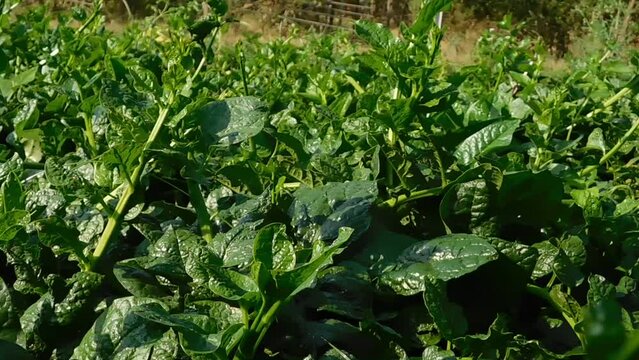 Malabar spinach a leafy vegetables which is found in India, Malabar spinach is a leafy vegetable belonging to spinach family.
Malabar spinach on farm for harvesting.
