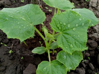 Drops of water on green broad leaves of cucumber on the background of black fertile soil. The topic...