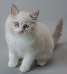 ラグドールの子猫