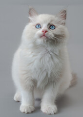 ラグドールの子猫