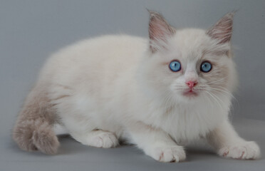 ラグドールの子猫