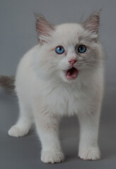 ラグドールの子猫