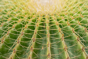 Cacti or cactus are a type of succulent plant belonging to the family Cactaceae