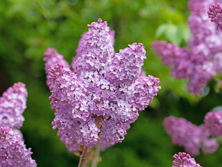 Violett blühender Flieder, Syringa