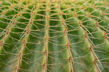 Cacti or cactus are a type of succulent plant belonging to the family Cactaceae