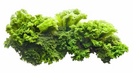 Obraz premium aquatic moss coral reef Green