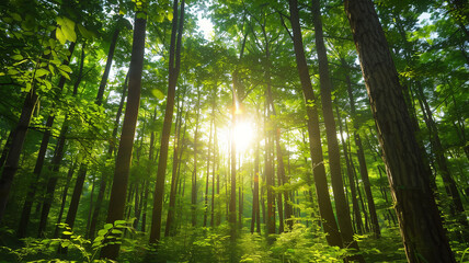 新緑の木漏れ日