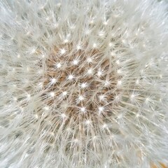 Naklejka premium Beautiful fluffy dandelion flower, close-up. Dandelion seeds background. Seed macro close up.