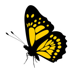 Black and yellow butterfly on a white background