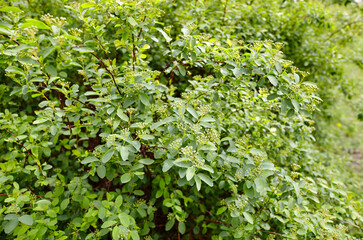 Unripe bush of flowers Spiraea Vanhouttei at park. Beautiful ornamental plant in spring