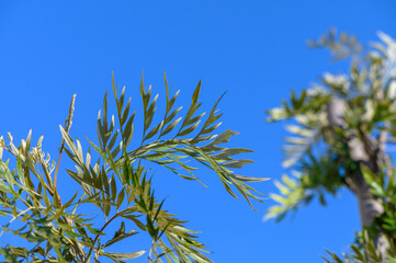 palm leaves against the sky