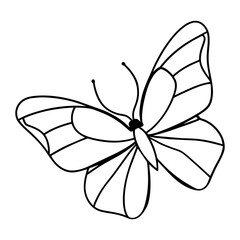 butterfly drawing outline on transparent background