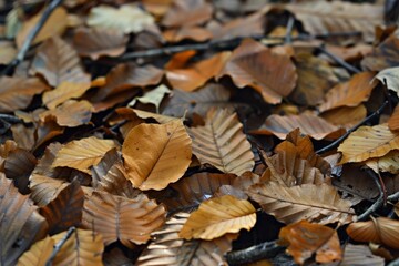 Obraz premium Autumn leaves scattered on the ground