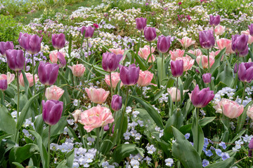 カラフルなチューリップ