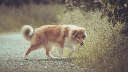 Hübscher Rouge Collie Langhaar britisch schottisch Welpe Outdoor am hohen Gras in Bewegung Sommer...