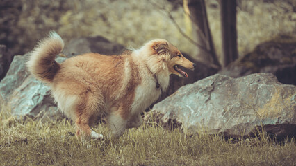 Rough Collie  Langhaar Welpe  rast, im Lauf outdoor Sommer, Spaß, Freude