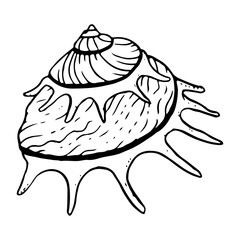 Spiral sea shell monochrome vector illustration. Sun carrier seashell mollusk for summer marine vacation. Tropical oceanic black and white conch sketch