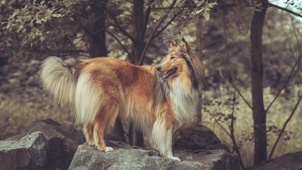 Rough Collie Langhaar britisch sable dark erwachsen steht auf Felsen outdoor im Sommer