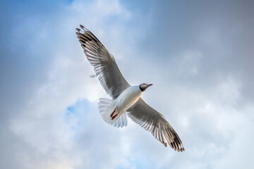 Big Seagull Flying With It Wings Open.