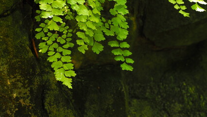 Stems with light green fan-shaped leaf of Maidenhair fern on upper screen, in a dark blurred...