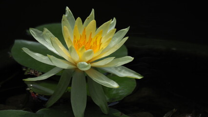 Yellow water lily (Nymphaea mexicana) on left screen, with dark bokeh background and space for text