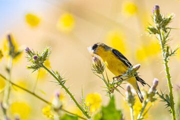 The lesser goldfinch (Spinus psaltria) sits on a bush and eats seeds. 