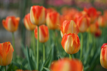 Obraz premium 鮮やかなチューリップの花