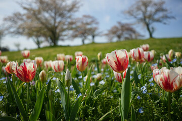 美しいチューリップの花畑