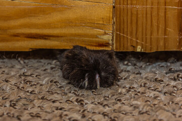 The clawed paw of a black fluffy cat crawls through the gap between the wooden door and the floor....
