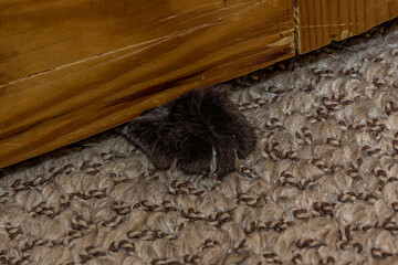 The clawed paw of a black fluffy cat crawls through the gap between the wooden door and the floor. The cat is locked in a room, she is unhappy and tries to open the door.