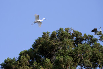 Fototapeta premium Wild Great egret in flight with a branch in its mouth to build a nest.