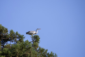 Wild grey heron perching on a pine tree.