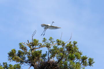 Wild great egret landing on a pine tree.