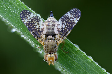 Beifuß-Bohrfliege  - Oxyna parietina