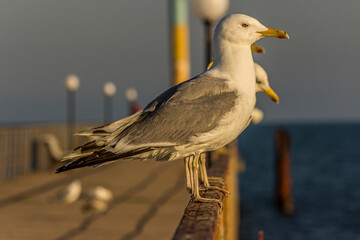 Portrait of a gull or seagull standing on a seaside railing at golden hour near the ocean at sunset...